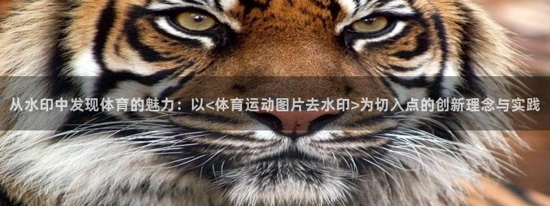 77体育app下载官网
